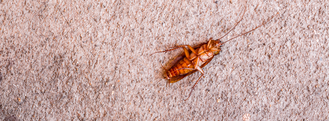 Cockroach Heat Treatment Cost